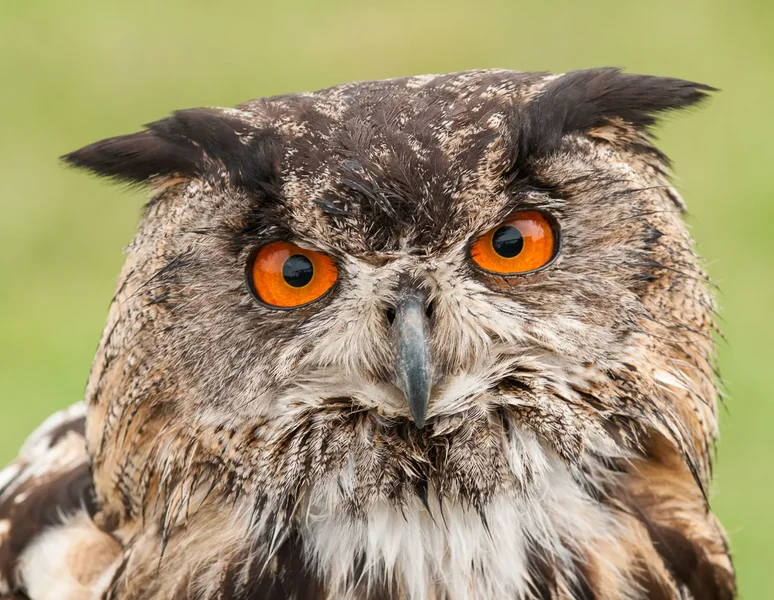 Dieser Blick.webp