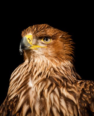 Kaiseradler.jpg Kaiseradler.jpg