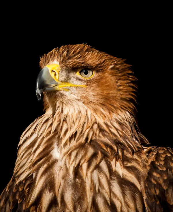 Kaiseradler.webp