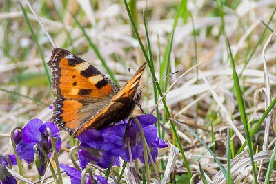 IMGP9767  02 04 2016 Tiefenellern Kopie 800.jpg