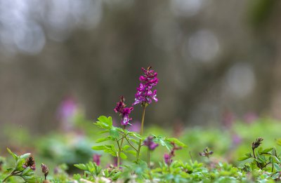 IMGP9631  31 03 2016 Hain Lerchensporn Kopie 800.jpg
