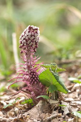 IMGP9647  31 03 2016 Hain Pestwurz Kopie 800.jpg