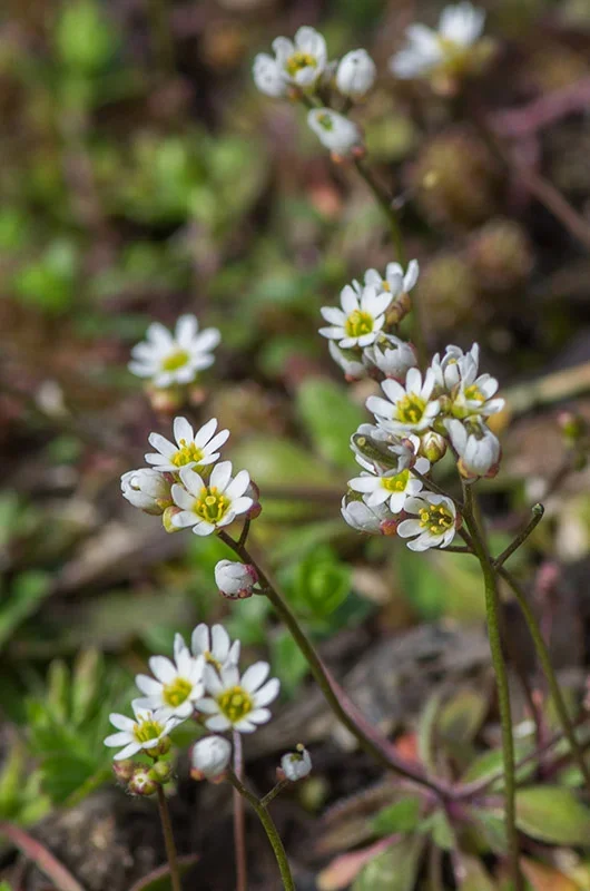 IMGP0038  02 04 2016 Tiefenellern Hungerblümchen 800.webp