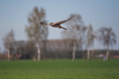 comp_IMG_8470.jpg