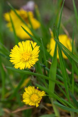 IMGP0063 02 04 2016 Tiefenellern Huflattich Kopie 800.jpg IMGP0063 02 04 2016 Tiefenellern Huflattich Kopie 800.jpg