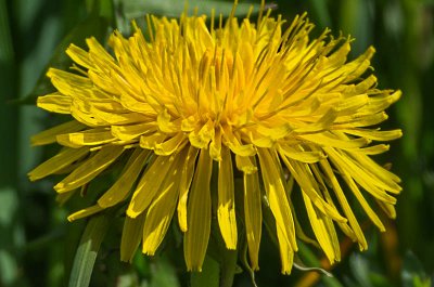 IMGP0069 03 2016 Bischberg Kopie 800.jpg IMGP0069 03 2016 Bischberg Kopie 800.jpg