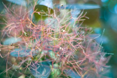 comp_SDIM8166.jpg