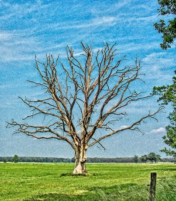 Baum_sol.webp