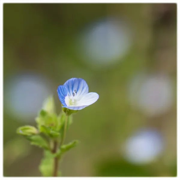 ci_SAM_8053.webp ci_SAM_8053.webp