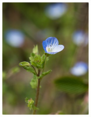 ci_SAM_8056.jpg ci_SAM_8056.jpg