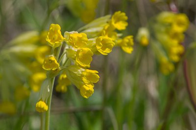 IMGP0420  30 04 2016 Dörrnwasserlos Kopie 800.jpg