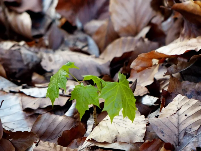 KLEIN_BAUM_kl.webp