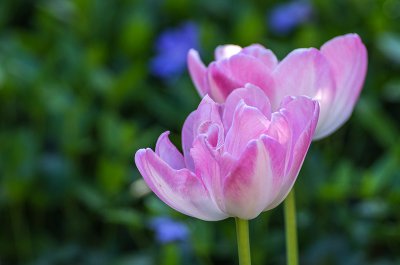 IMGP0568 07 05 2016 Großrinderfeld Kopie 800.jpg