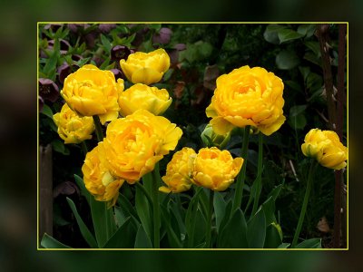 Gefüllte Tulpe.jpg