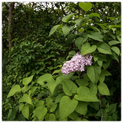 ci_SAM_8193.jpg ci_SAM_8193.jpg