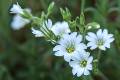 IMGP0992 14 05 2016 Dörrnwasserlos Kopie 800 2.jpg