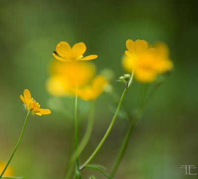 20160516-_IGP8543.jpg 20160516-_IGP8543.jpg