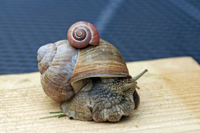 comp_schnecke.jpg