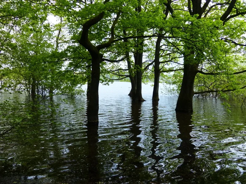 BAUM_Wasser.webp