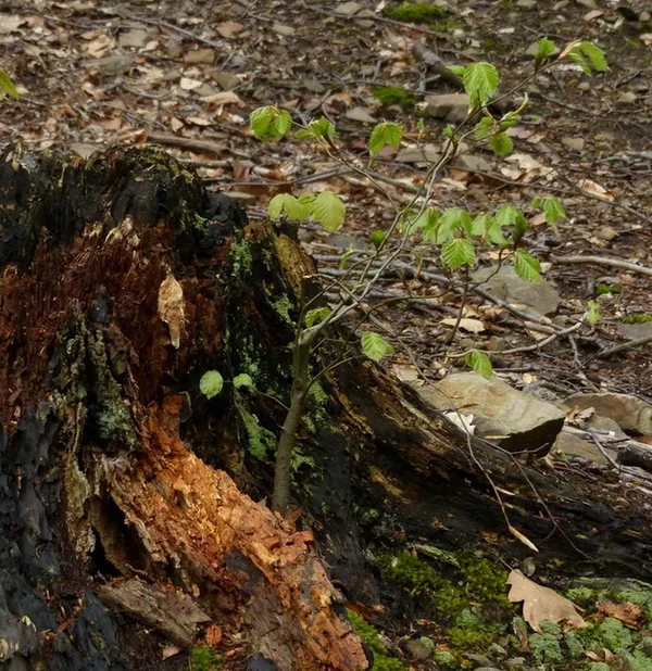 BAUM_STUMPF_b.webp
