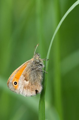 IMGP1380 21 05 2016 Kl Wiesenvögelchen Kopie 800.jpg