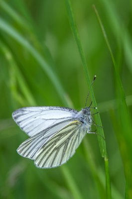 IMGP1445 21 05 2016 Rapsweissling Kopie 800.jpg