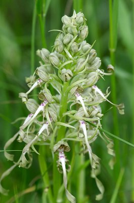 IMGP1583 21 05 2016 Bocks-Riemenzunge Kopie 800.jpg