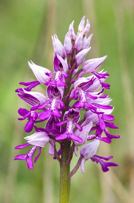 IMGP1115 14 05 2016 Helm-Knabenkraut Kopie 800.jpg