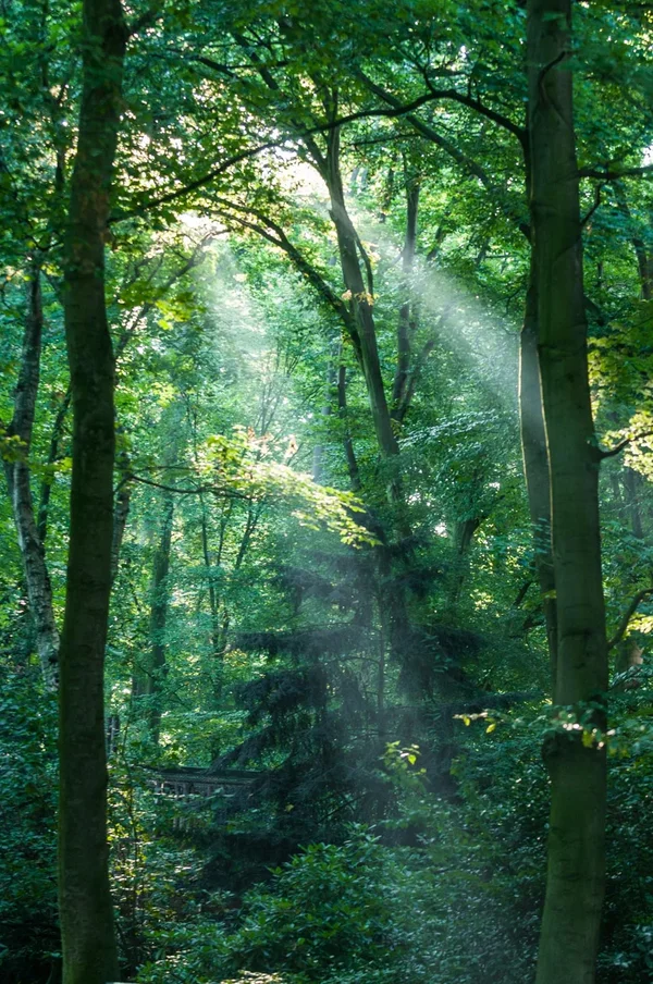 Lichtstrahlen.webp