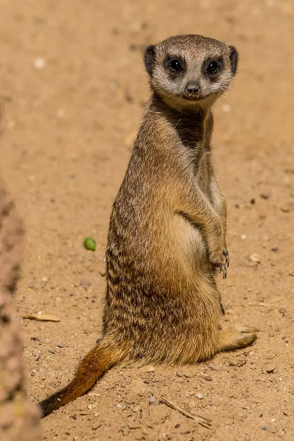 CI_049_Zoo_Hannover_6Juni2016.webp
