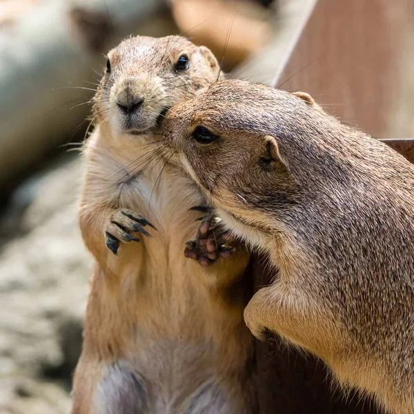 CI_089_Zoo_Hannover_6Juni2016.webp