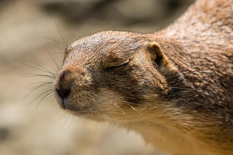 CI_093_Zoo_Hannover_6Juni2016.webp
