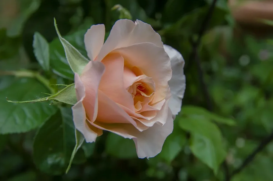 comp_IMGP9673.webp
