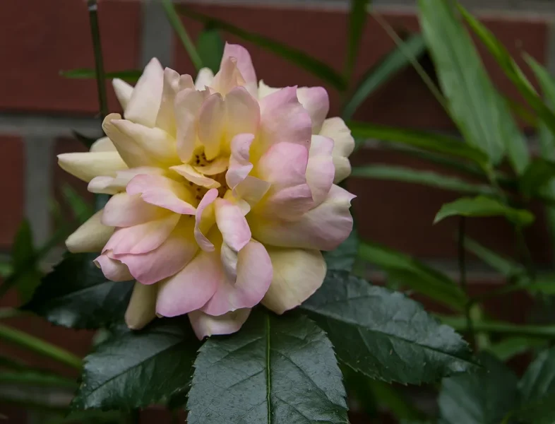 comp_IMGP9681.webp