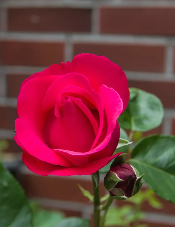 comp_IMGP9684.webp