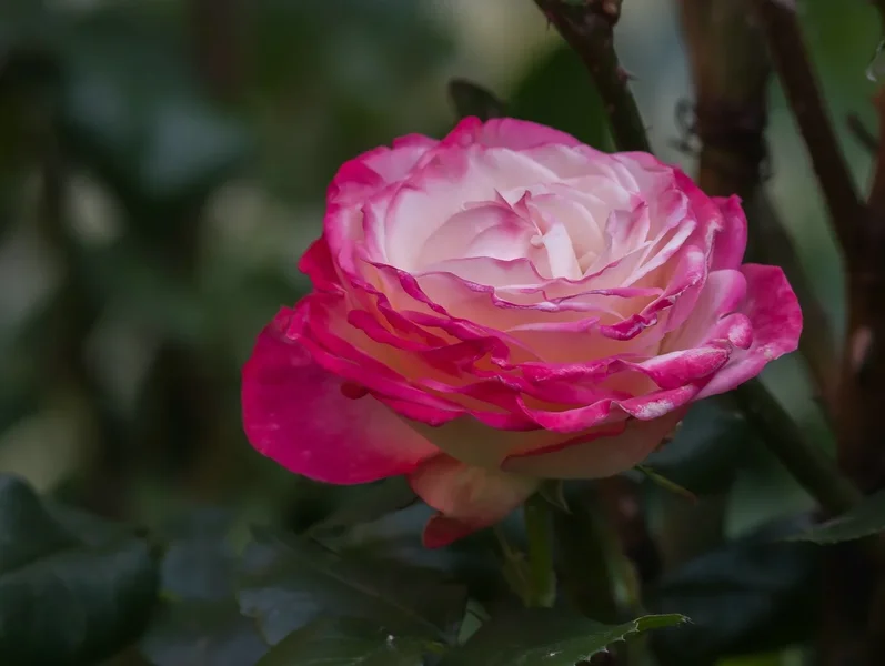comp_IMGP9691.webp