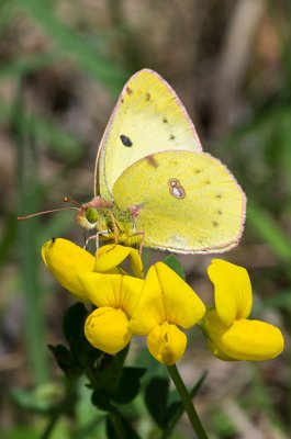 20160604-IMGP3483 Dörrnwasserlos Kopie 800.jpg