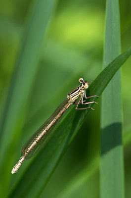 20160527-IMGP2507 Dörrnwasserlos.jpg