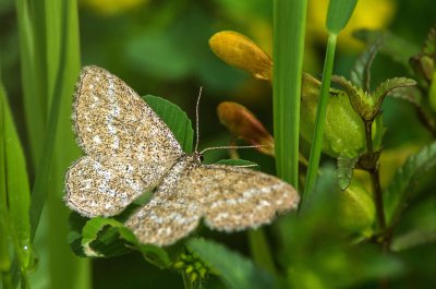 20160527-IMGP1999 Peulendorf 800 Sandgrauer Heide-Kleinspanner.jpg