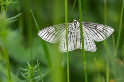 20160527-IMGP2011 Peulendorf 800 Hartheu-Spannter.jpg
