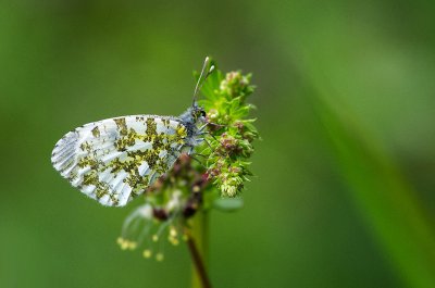 20160528-IMGP2775 Tiefenhöchstadt 800 Weibchen Aurorafalter.jpg
