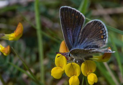 20160604-IMGP3509 Dörrnwasserlos 800 Hauhechel-Bläuling.jpg