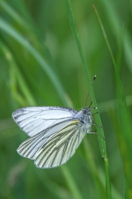 IMGP1445 21 05 2016 Rapsweissling Kopie 800.jpg