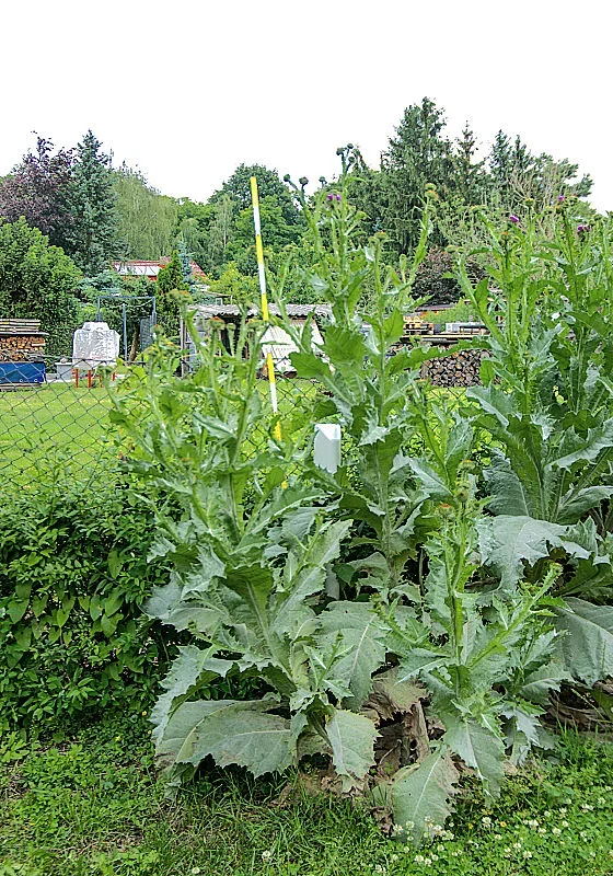 distel.webp