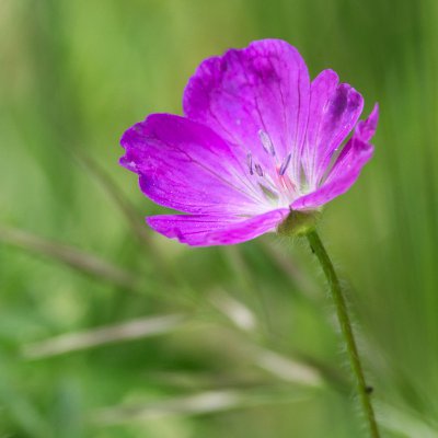 IMGP1644 Wiesenstorchschnabel.jpg