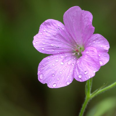 20160618-IMGP4356 Oberhaid Kopie 800 Wald Storchschnabel.jpg