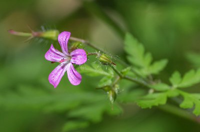 20160618-IMGP4292 Oerhaid Kopie 800 Stinkender Storchschnabel.jpg