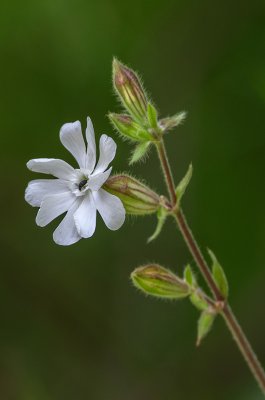 20160618-IMGP4169 Oberhaid Kopie 800 Weiße Lichtnelke.jpg