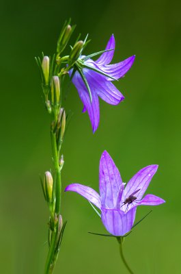 20160618-IMGP4205 Oberhaid Kopie 800 Rapunzelglockenblume.jpg