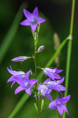 20160618-IMGP4249 Oberhaid Kopie 800 Rapunzelglockenblume.jpg